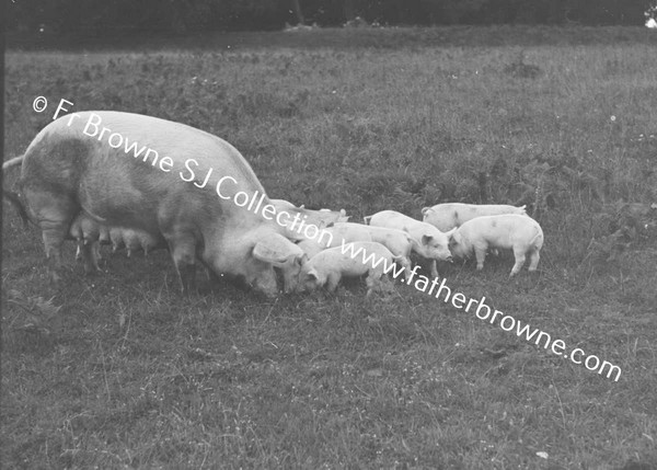 THE HAPPY FAMILY OF PIGS